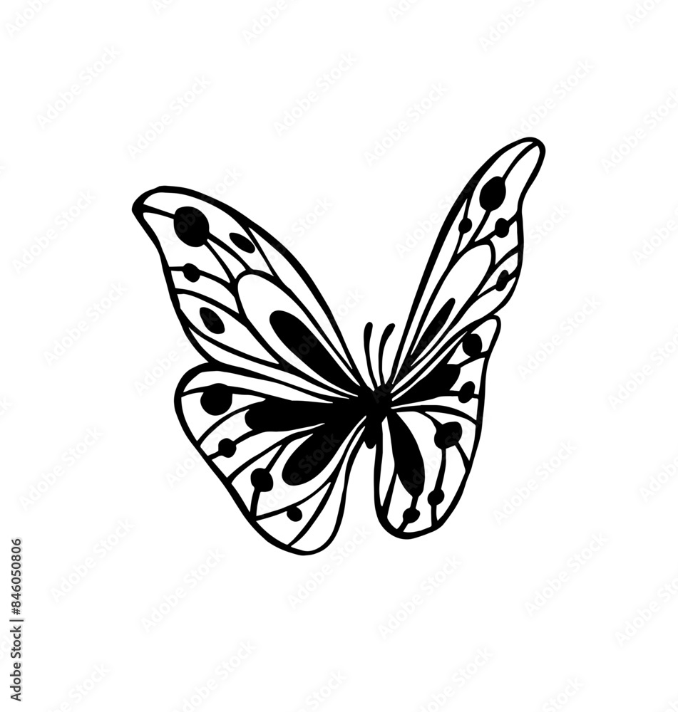 butterfly on a white background butterfly on a white background