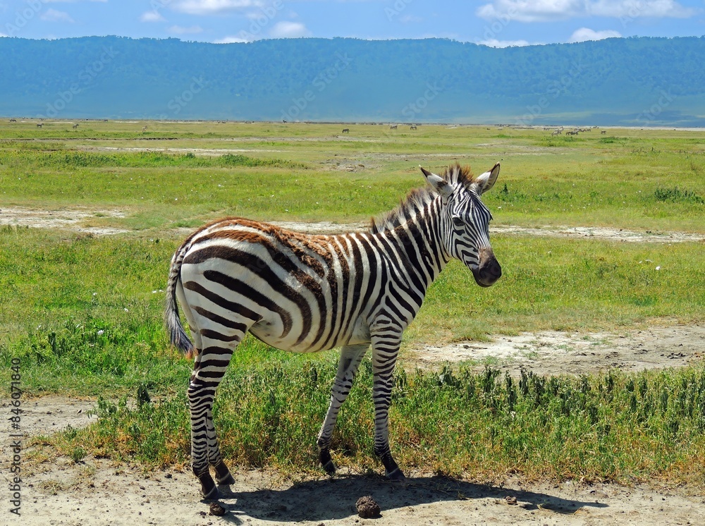Naklejka premium Plains zebra standing in the grasslands of ngorongoro crater on a sunny day with a mountain backdrop , in tanzania, africa 