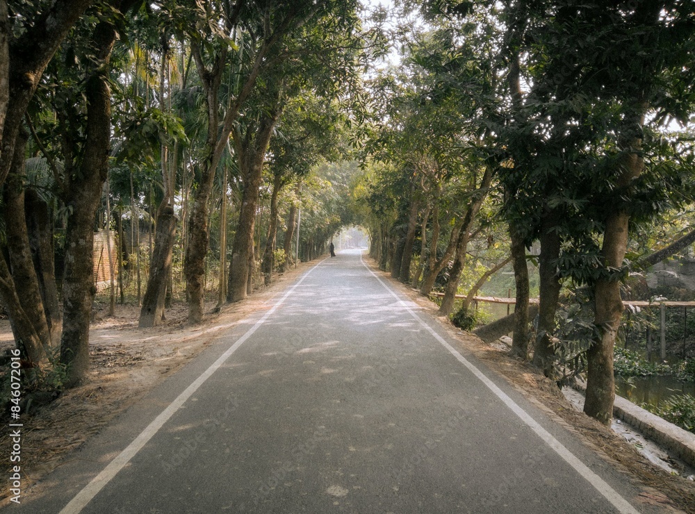 road in the woods road in the woods