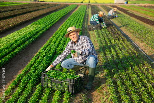 Obraz na plátně Portrait of young adult male farm worker harvesting corn salad on farm field