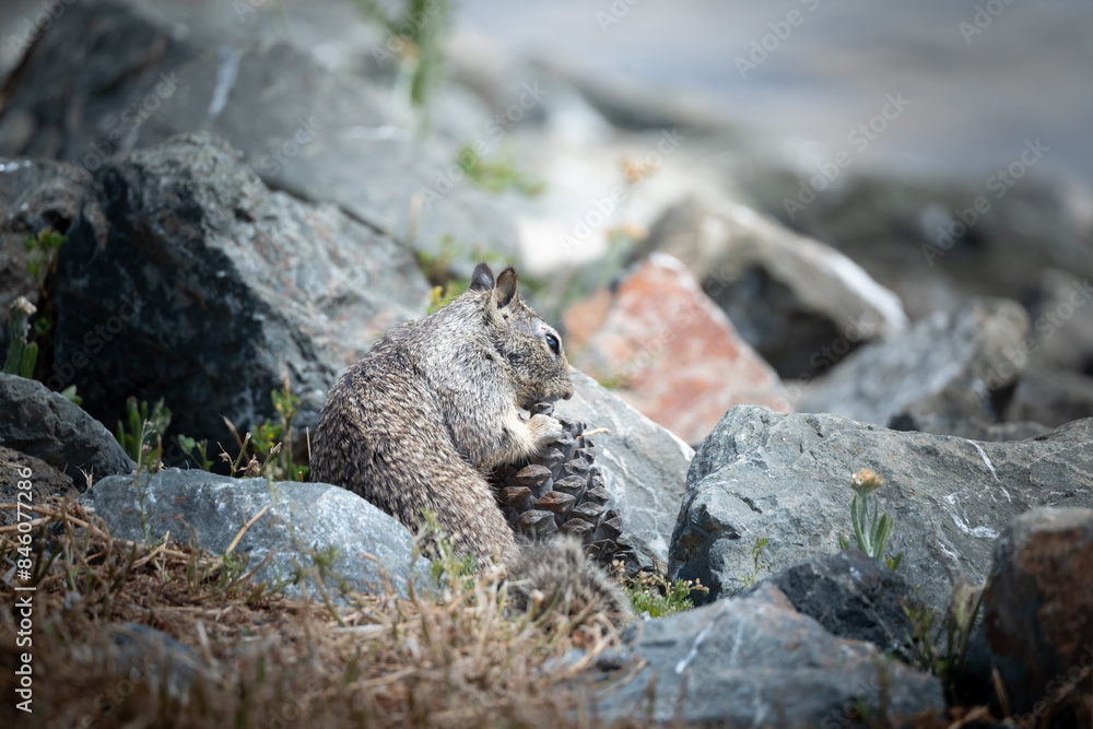 Squirrel eating a pinecone by some rocks Squirrel eating a pinecone by some rocks