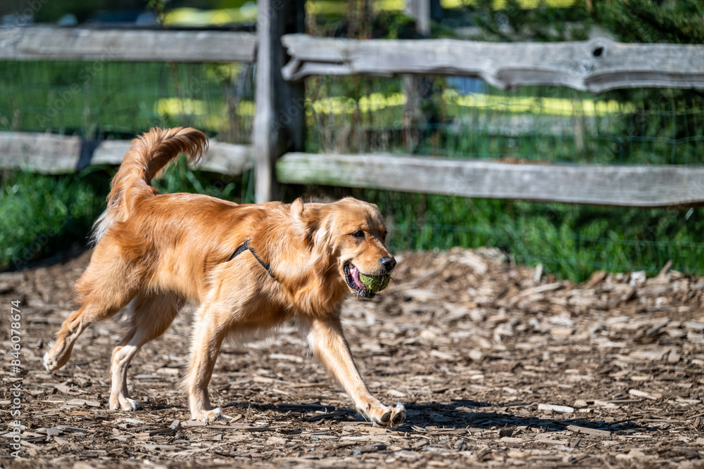 Golden retriever with old tennis ball in its mouth walking on a wood chips path, happy sunny spring day in the off leash dog park
Golden retriever with old tennis ball in its mouth walking on a wood chips path, happy sunny spring day in the off leash dog park