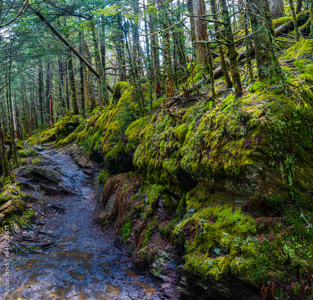 Fototapeta premium Moss Covered Trees And Rocks on The Myrtle Point Trail, Great Smoky Mountains National Park, Tennessee, USA
