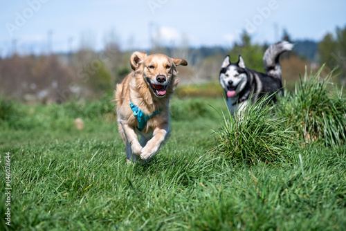 Golden retriever in a turquoise blue harness, with a husky in the background, racing around in the tall grass, happy sunny spring day in the off leash dog park
 photo