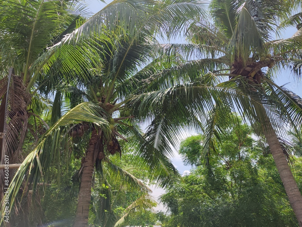 Coconut palm trees Coconut palm trees