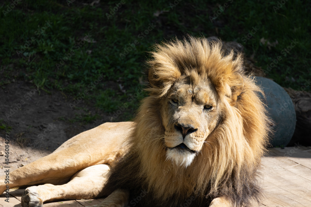 Male Lion African Wildlife Safari, Big Cat Family, Strong Beautiful Alpha Animal Male Lion African Wildlife Safari, Big Cat Family, Strong Beautiful Alpha Animal