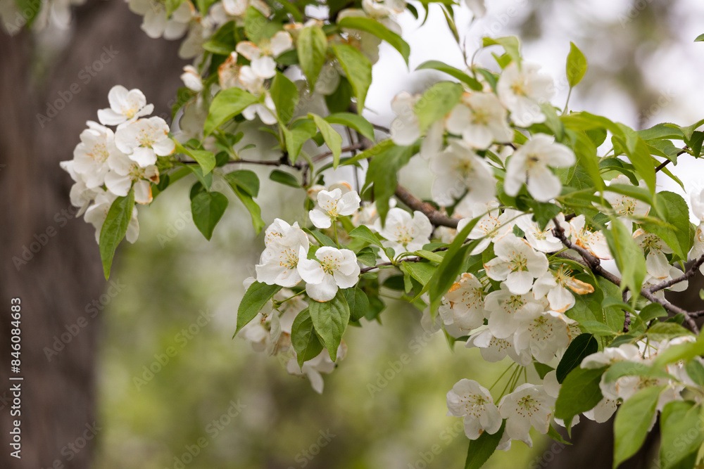 Cherry Blossom Sakura Tree Asia, Korea, Japan trees. Blurred Bokeh Flower Background Wallpaper. Tree Branch Wallpaper. Cherry Blossom Sakura Tree Asia, Korea, Japan trees. Blurred Bokeh Flower Background Wallpaper. Tree Branch Wallpaper.