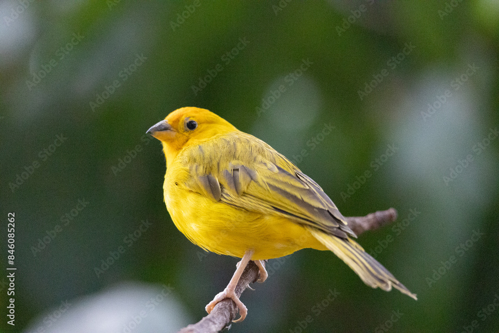 Yellow Bird Close Up Detail. Canary Birds Eating Bird Feeder. Orange Fronted Yellow Finch. Jungle Forest Tropical Wildlife Perched in a Tree. Yellow Bird Close Up Detail. Canary Birds Eating Bird Feeder. Orange Fronted Yellow Finch. Jungle Forest Tropical Wildlife Perched in a Tree.