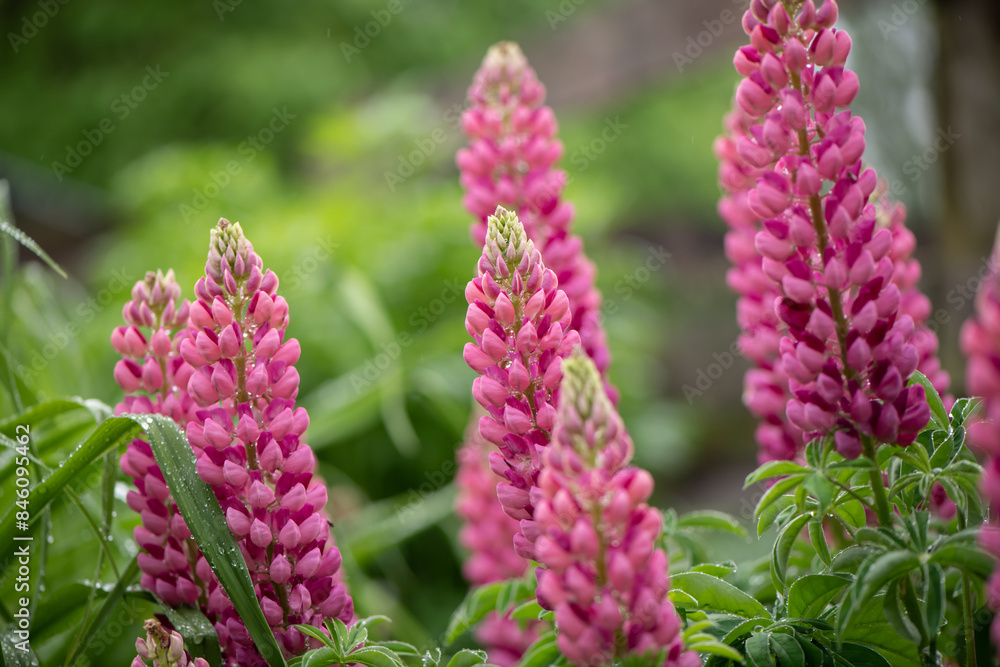pink lupines pink lupines