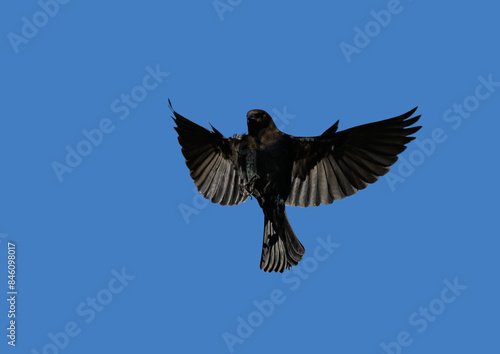 Very dark, male, Brown-headed Cowbird in flight against clear blue sky © pimmimemom