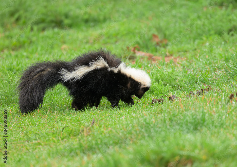 Young Striped skunk looking for grub worms to eat in a dewy grass in spring Young Striped skunk looking for grub worms to eat in a dewy grass in spring