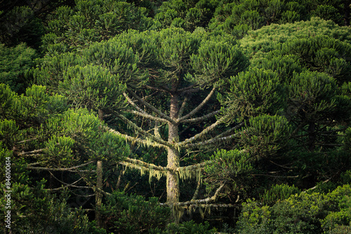 Candelabra tree forest. Paraná or Brazilian pine (Araucaria angustifolia). Critically Endangered specie. 