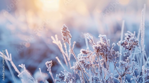 Frost covering grass and plants during early morning in winter a natural winter occurrence creating a wintry backdrop photo