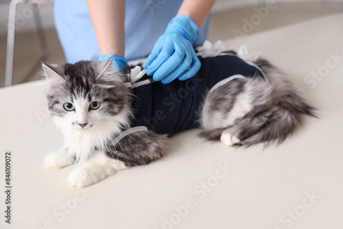 Veterinarian examining cute cat wearing recovery suit after sterilization in vet clinic photo