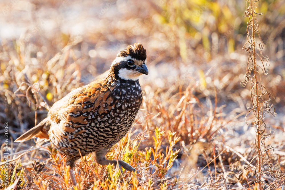 A northern bobwhite quail (Colinus virginianus) in the evening sun in Duette Preserve, Myakka City, Florida A northern bobwhite quail (Colinus virginianus) in the evening sun in Duette Preserve, Myakka City, Florida