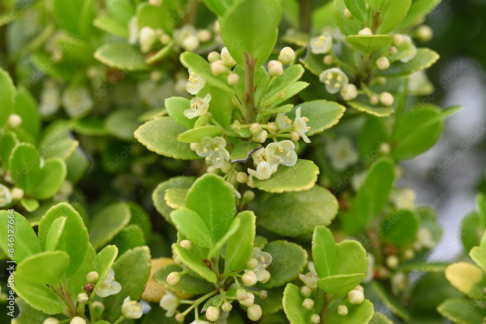 Ilex crenata (Box-leaved holly) flowers. Aquifoliaceae Dioecious evergreen tree. Small white flowers bloom in the leaf axils from June to July. Ilex crenata (Box-leaved holly) flowers. Aquifoliaceae Dioecious evergreen tree. Small white flowers bloom in the leaf axils from June to July.