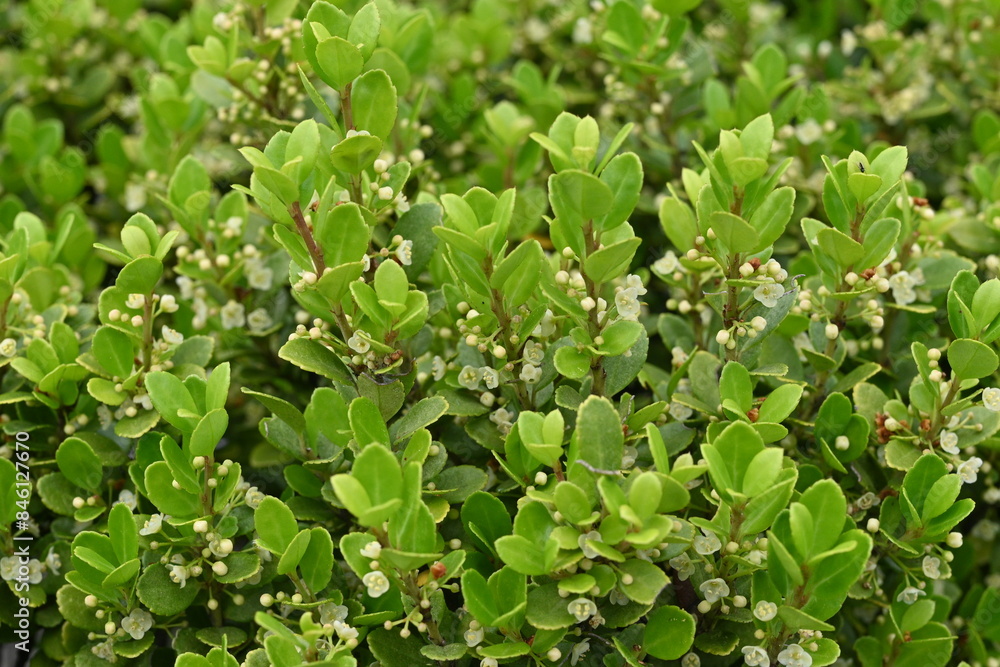 Ilex crenata (Box-leaved holly) flowers. Aquifoliaceae Dioecious evergreen tree. Small white flowers bloom in the leaf axils from June to July. Ilex crenata (Box-leaved holly) flowers. Aquifoliaceae Dioecious evergreen tree. Small white flowers bloom in the leaf axils from June to July.