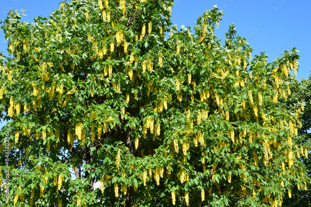 Fototapeta premium Blooming laburnum tree.