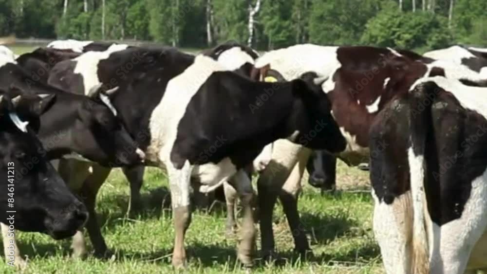 many white and black cows in the field and playing with themselves, cows in a field, cows on the farm many white and black cows in the field and playing with themselves, cows in a field, cows on the farm