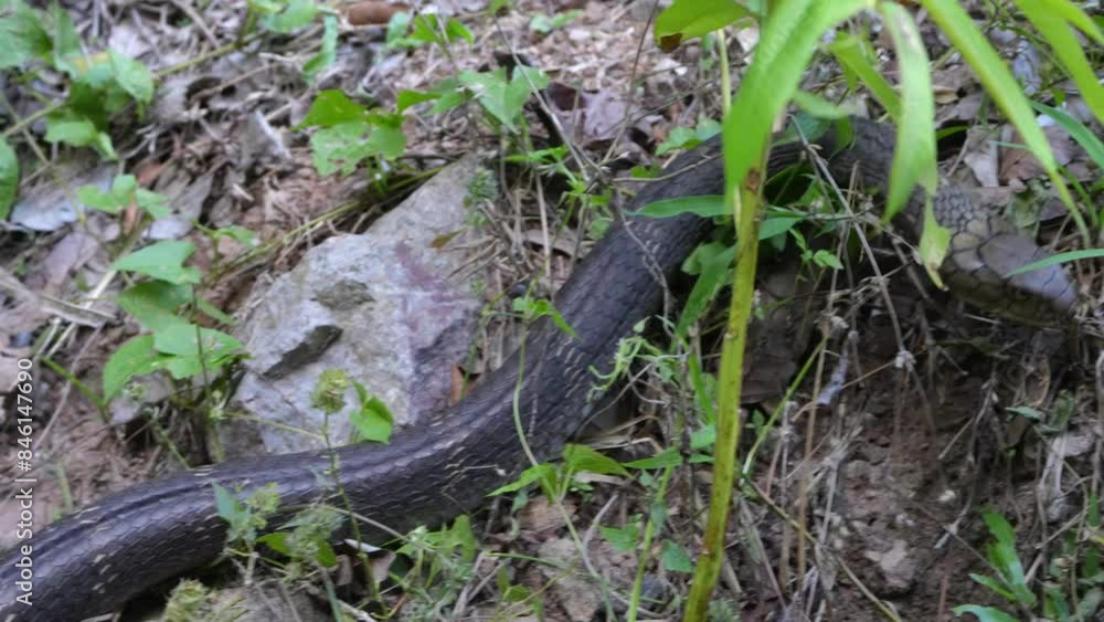 Two king cobras are fighting for Compete for females in Khao Yai National Park Two king cobras are fighting for Compete for females in Khao Yai National Park