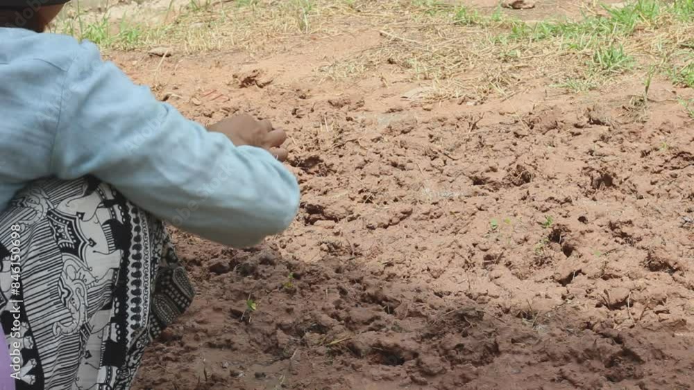 gardener planting plants species on the ground gardener planting plants species on the ground