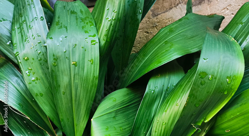 Aspidistra grandi verdi foglie si intrecciano bagnate dalla pioggia photo