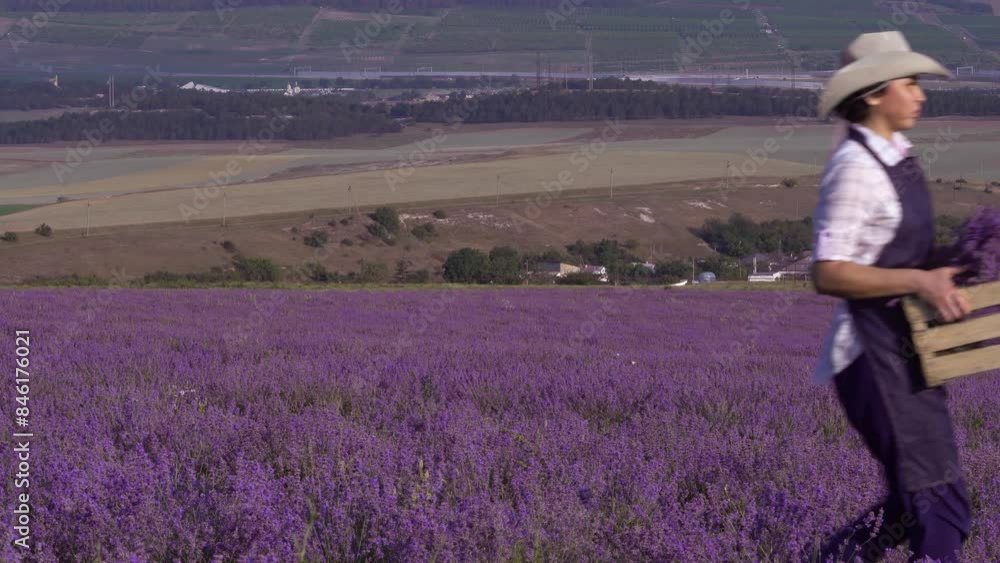 Woman farmer in organic field growing, gathering purple lavender. Harvesting, agritourism. Blooming of lavender flowers Woman farmer in organic field growing, gathering purple lavender. Harvesting, agritourism. Blooming of lavender flowers