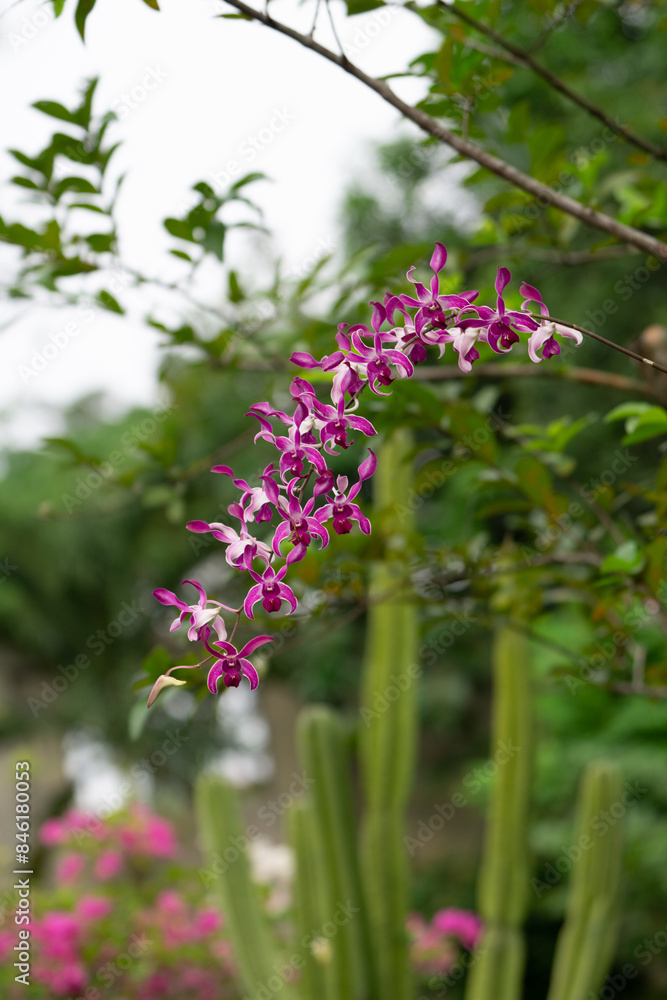 Stunning Pink Orchid Flowering in Nature with Green Leaves Background in a park Stunning Pink Orchid Flowering in Nature with Green Leaves Background in a park