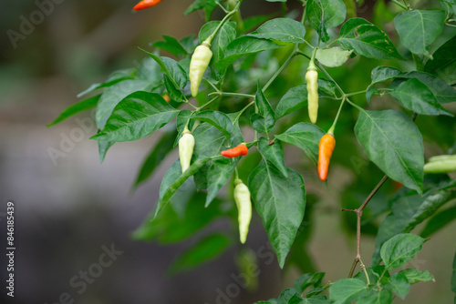 Close-Up of Yellow and Green Chili Plant in Home Garden Botany