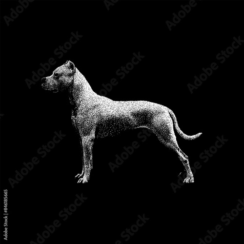 Dogo Argentino hand drawing vector isolated on black background.