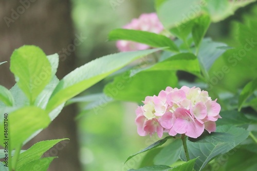 可愛いピンクのアジサイの花