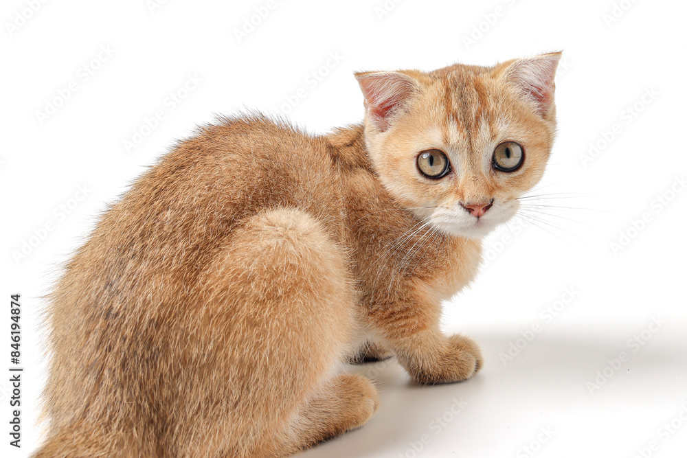 Fototapeta premium Golden orange British shorthair kitten feline actve playing waking running curious