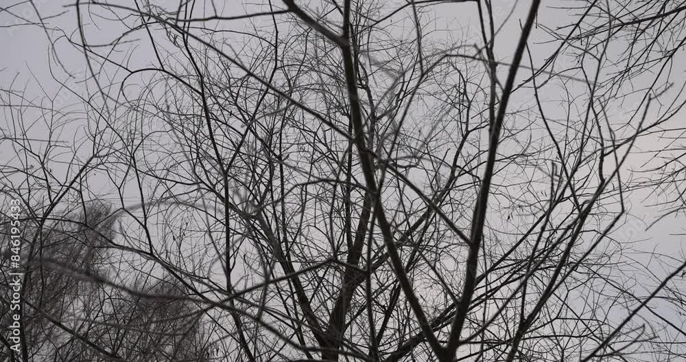 maple in winter in cloudy weather during snowfall, trees during cold weather in dim light in winter maple in winter in cloudy weather during snowfall, trees during cold weather in dim light in winter