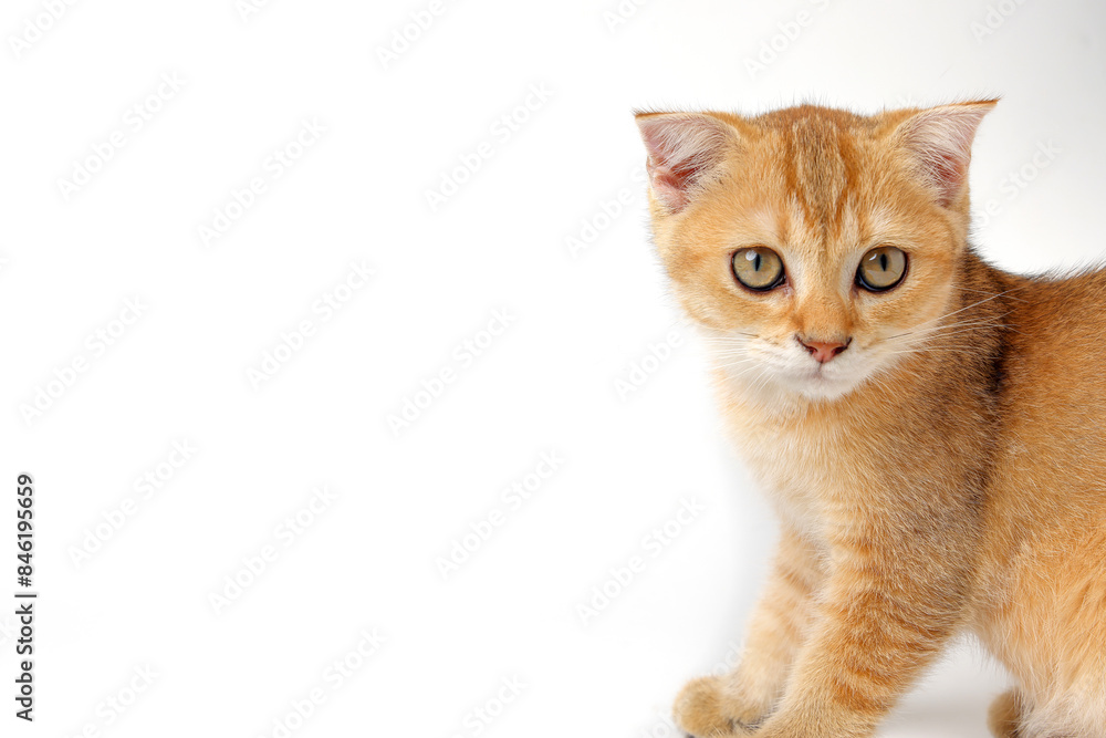 Golden orange British shorthair kitten feline actve playing waking running curious Golden orange British shorthair kitten feline actve playing waking running curious