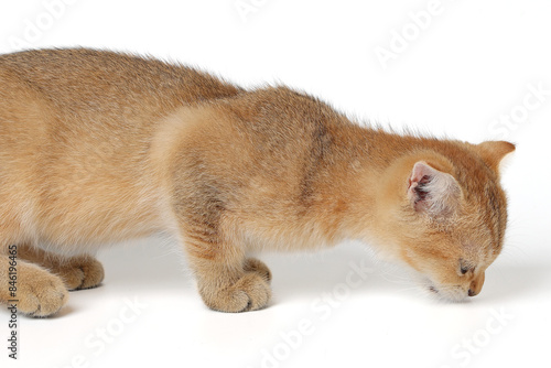 Golden orange British shorthair kitten feline actve playing waking running curious photo