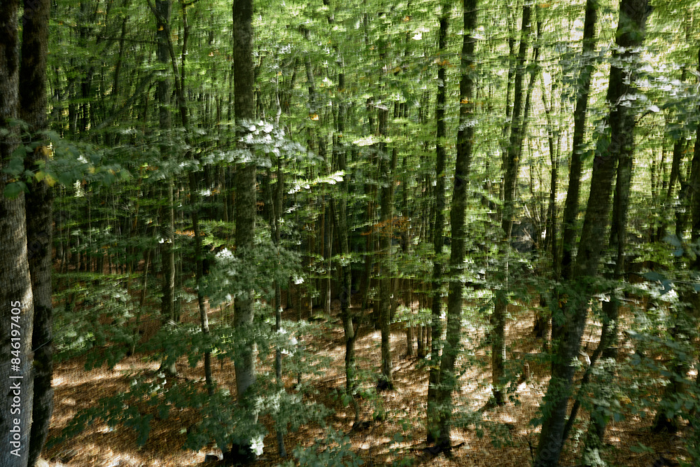 Lush Green Forest Landscape with Fallen Leaves, Aerial View of Nature Beauty and Serenity Lush Green Forest Landscape with Fallen Leaves, Aerial View of Nature Beauty and Serenity