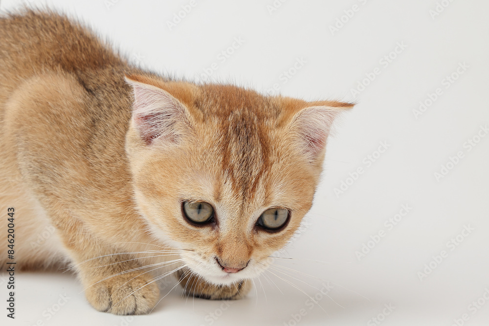 Golden orange British shorthair kitten feline actve playing waking running curious Golden orange British shorthair kitten feline actve playing waking running curious