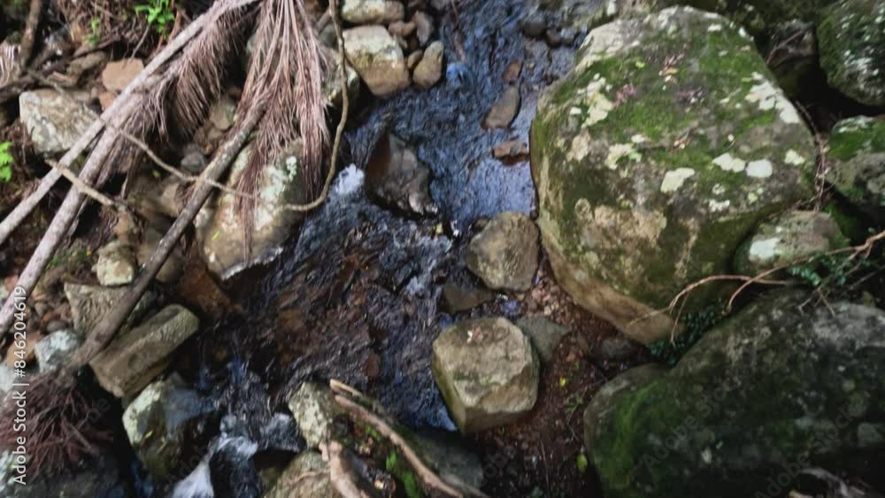 Forest Stream in Mount Tamborine Forest Stream in Mount Tamborine