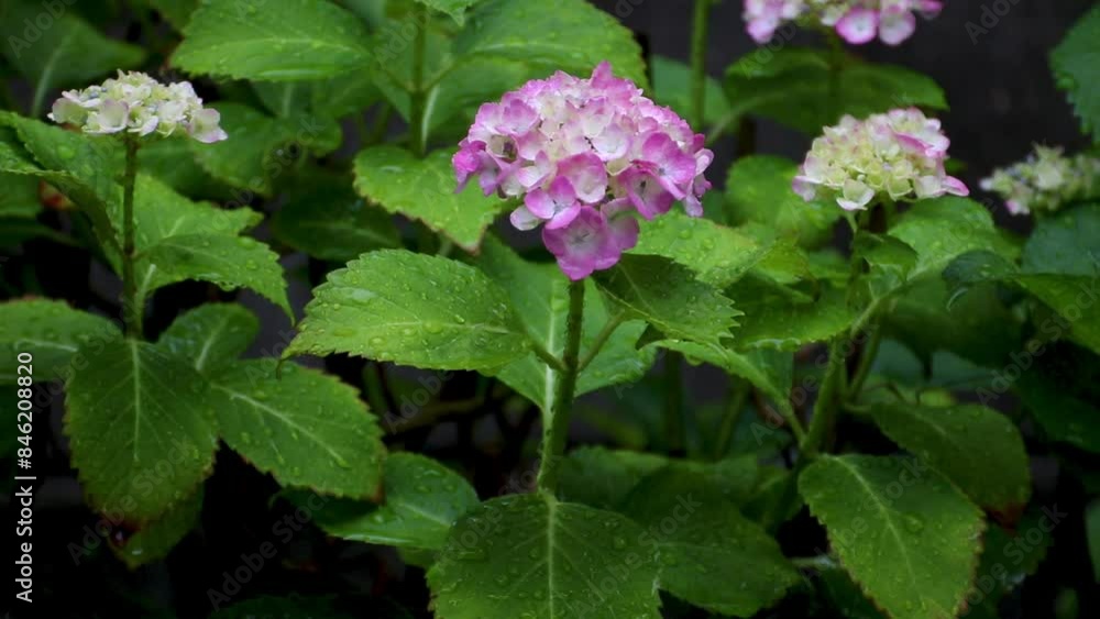 雨に濡れるアジサイ	
