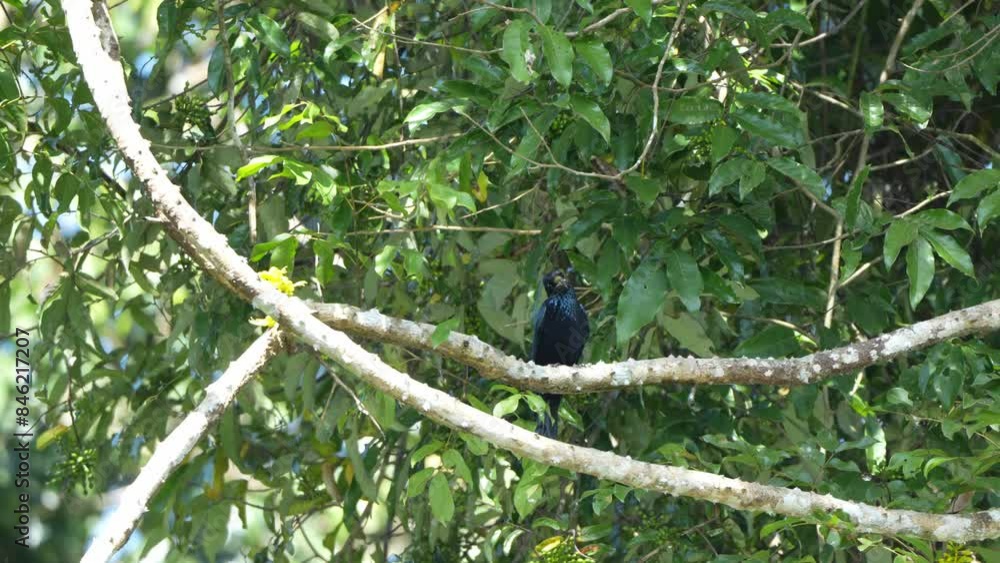 Birds are looking for food during the day Birds are looking for food during the day