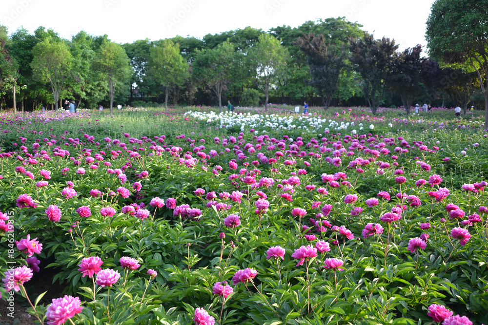 China, Luoyang, China Luoyang Peony Cultural Festival , multi-colored, pink, crimson, white peonies blooming
China, Luoyang, China Luoyang Peony Cultural Festival , multi-colored, pink, crimson, white peonies blooming