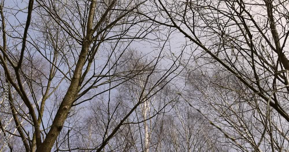 leafless birches after winter against a blue sky background, tall birches after snowmelt in warm weather leafless birches after winter against a blue sky background, tall birches after snowmelt in warm weather