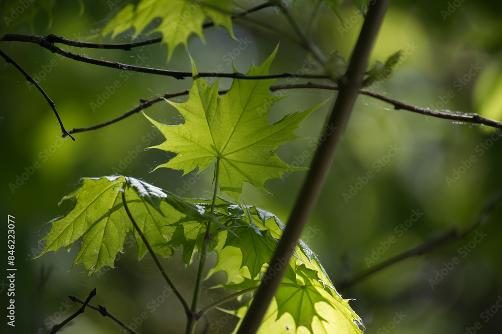 Maple leaves highlighted by the sunlight shining through it Maple leaves highlighted by the sunlight shining through it
