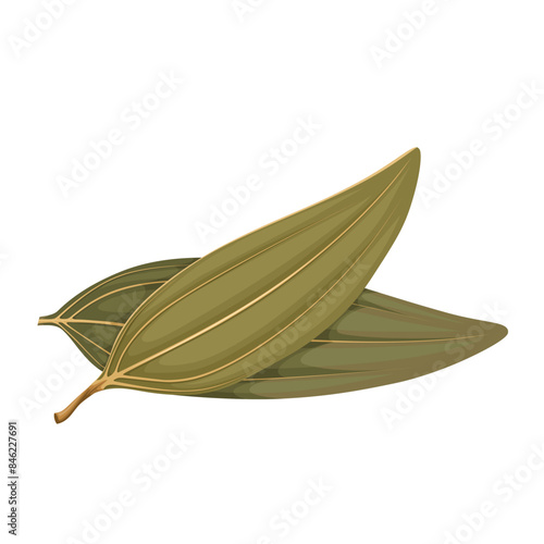 Vector illustration of Cinnamomum tamala, Indian bay leaf, also known as tejpat, tejapatta, Malabar leaf, Indian bark, Indian cassia, or malabathrum, isolated on white background.