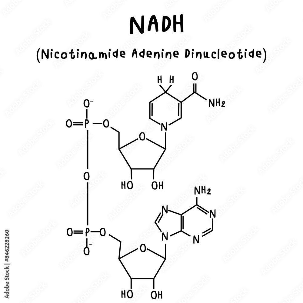 NADH chemical structure illustration NADH chemical structure illustration