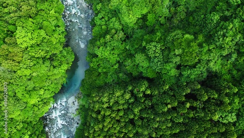 初夏の森林の空撮