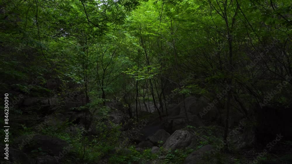 A shadowy environment under the dense jungle of the valley. A shadowy environment under the dense jungle of the valley.