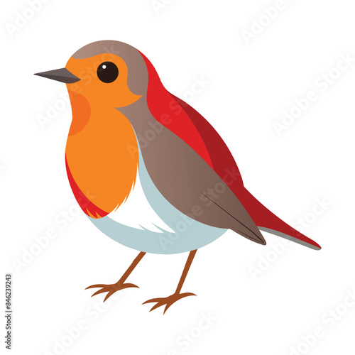 Robin bird illustration on white