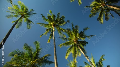 Wallpaper Mural Tropical palm trees against clear blue sky and sunlight create serene atmosphere Torontodigital.ca