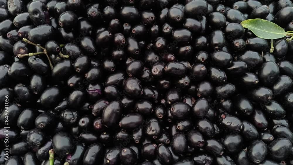 Bulk fresh blackberry is raised in the market for sale. close up Bulk fresh blackberry is raised in the market for sale. close up